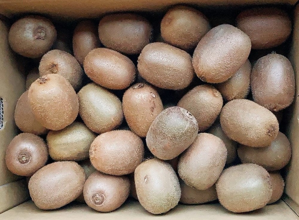 
            【先行予約】【発送は2026年1月中旬から】 グリーンキウイ M～2Lサイズ（5kg） | きうい キウイフルーツ フルーツ 果物 くだもの お取り寄せ 産地直送 数量限定 人気 おすすめ 愛媛県 松山市 送料無料 フジ・アグリフーズ
          