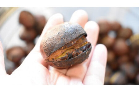 【2026年10月中旬より順次発送】なめがたの焼き栗(300g×2袋)｜栗 焼き栗 焼栗 くり クリ 熟成 真空 真空パック 先行予約 茨城県 行方市(CS-5)