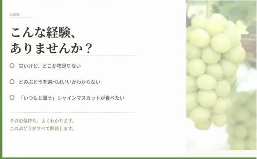 マスカサーティーン【シャインマスカット希少品種】 1.5㎏（3房または4房）【2026年先行予約】【ysdb005】