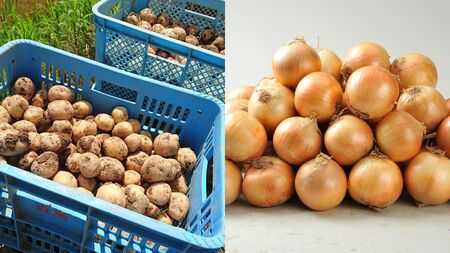 【令和７年産予約受付！】～美瑛の四季～ 野菜の定期便【鈴蘭(大)】5回便 | アスパラ とうもろこし 玉ねぎ いも 芋 イモ じゃがいも ジャガイモ 米 こめ お米 コメ 食べ比べ 送料無料 セット人
