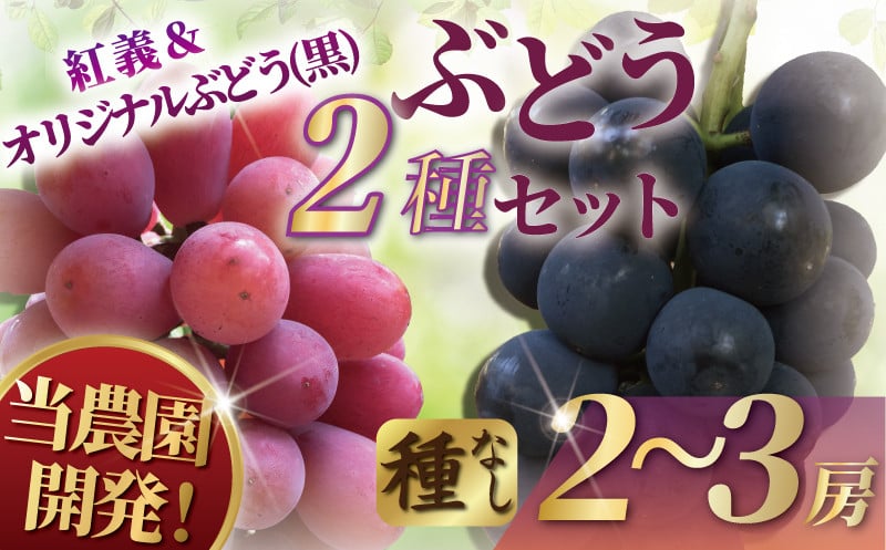 
                  【先行予約】 ぶどう 湘南オリジナルぶどうセット 産地直送 果物 くだもの デザート フルーツ 旬のフルーツ 葡萄 ブドウ 赤ぶどう 種無し 種なし 高級 お中元 贈り物 贈答 ギフト 神奈川 湘南 藤沢
                