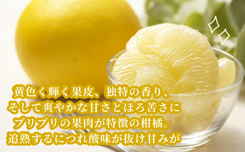 文旦 4kg 家庭用 先行予約 ハマみかん ミカン ぶんたん 果物 くだもの フルーツ 柑橘 かんきつ みかん 蜜柑 mikan  愛媛ミカン 愛媛蜜柑 愛媛みかん 農家直送 産地直送 数量限定 国産