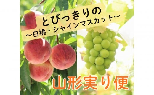 2026年度発送 【定期便２回】 とびっきりの～白桃・シャインマスカット～山形実り便