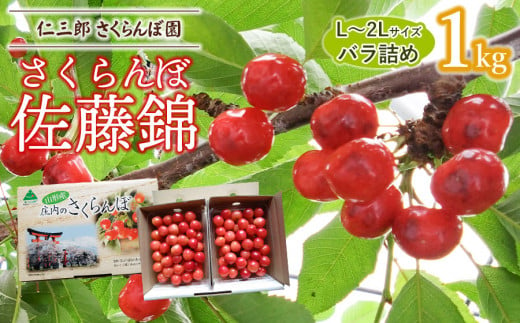 【令和7年産先行予約】 さくらんぼ 佐藤錦 L～2Lサイズ 混合バラ詰め 1kg 山形県鶴岡産　仁三郎さくらんぼ園