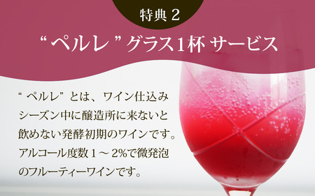 収穫体験にワイン５本も！ 能登ワイン　ぶどうの木オーナー