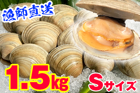 漁師直送！活ホンビノス貝1.5kg（Sサイズ）◇