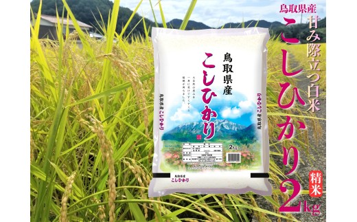 42M.鳥取県産こしひかり◇精米2kg◇令和7年産