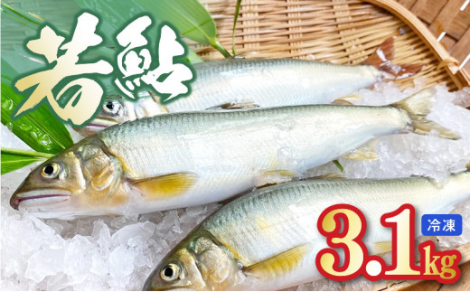 若鮎1kg～3.1㎏【冷凍】 N070-YA3369_2-SKU
