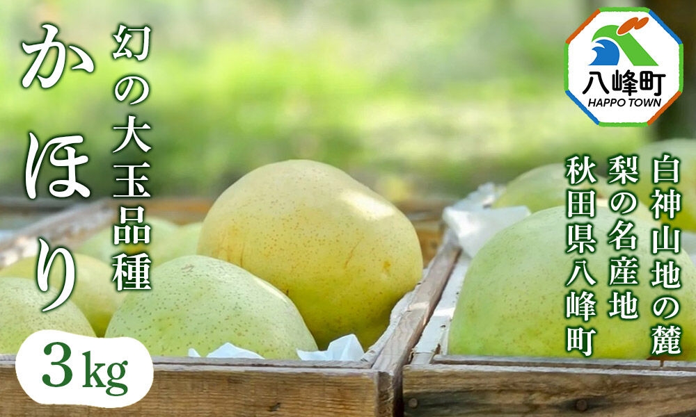 【10月発送】梨 かほり 3kg 白神山地の麓 峰浜の梨 笠原果樹園 [梨 なし かほり 和梨 3kg 白神山地 世界自然遺産 笠原果樹園 八峰町 峰浜 ずっしり 大きい ジューシー さわやか 甘い 香り 希少品種 やっほーfarm]