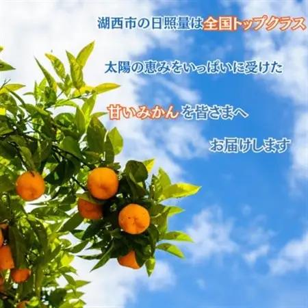 【先行受付】【2027年1月初旬頃より順次出荷予定】青島みかん約10kg Mサイズ〔鈴木農園〕_果物・フルーツ みかん  ミカン 蜜柑_【1510099】