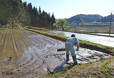 48-6M053【3ヶ月連続お届け】【無洗米】新潟県長岡産特別栽培米コシヒカリ5kg