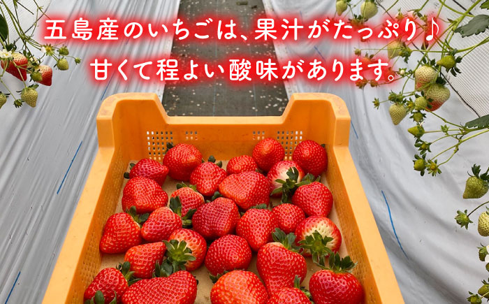 【五島特選！農家直送】ピチピチいちご 恋みのり 計540g （270g×2パック） いちご 五島市/野原農園 [PCM004]