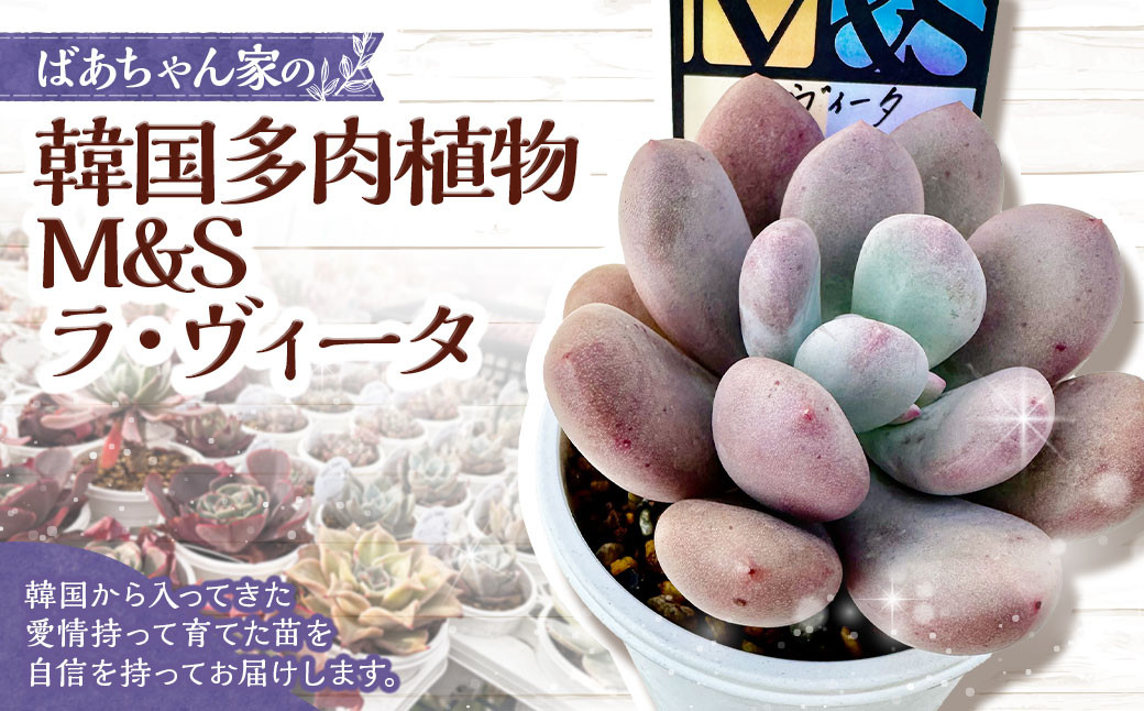 
            ばあちゃん家の韓国多肉植物 M&S ラ・ヴィータ 1苗 多肉植物 植物 多肉 観葉植物 韓国苗 M&S苗 インテリア
          