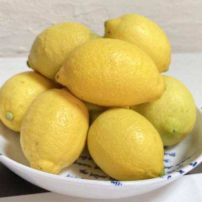 ふるさと納税 水俣市 国産レモン　A品2kg(県認証特別栽培) |  | 03