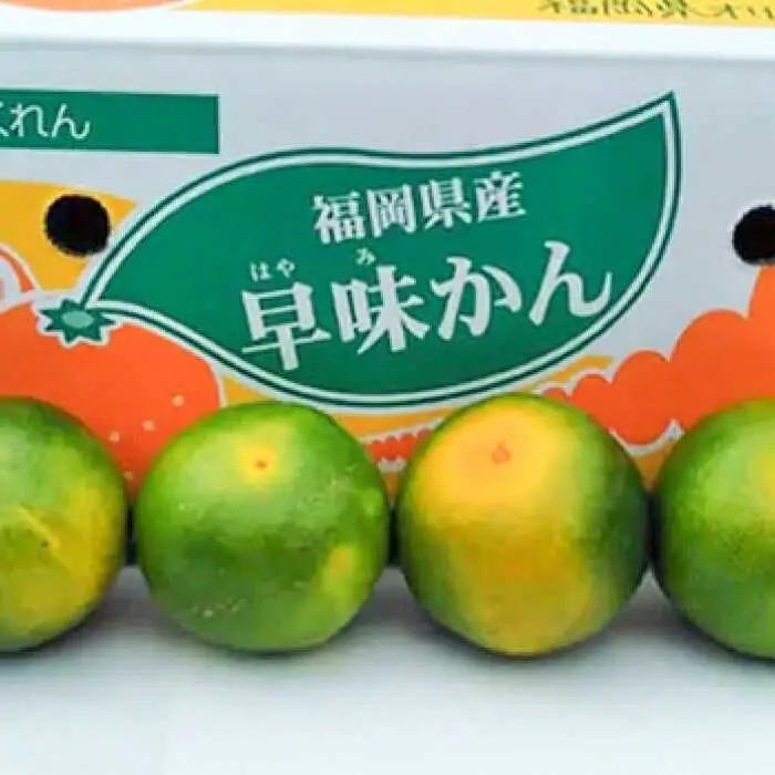 【2026年9月中旬より発送】福岡産ブランドみかん 早味かん 約2kg 桂川町/南国フルーツ株式会社 [ADBW022] 