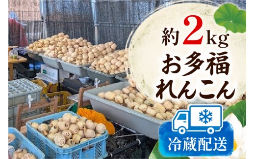 先行予約 れんこん 2kg お多福れんこん 蓮根 レンコン 農家直送 産地直送 新鮮 野菜 根菜 有機肥料 【2026年9月より順次発送】（111-01）