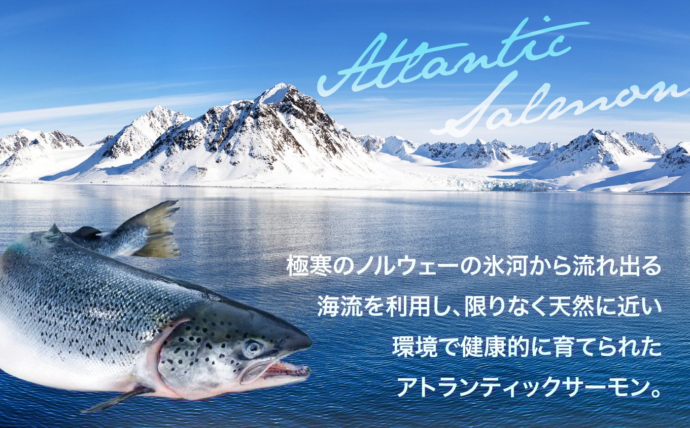 アイスバーグサーモン（アトランティックサーモン）600g | サーモン ふるさと納税 サケ さけ しゃけ 刺し身 お刺身 個包装 さかな 魚介類 寿司 【DK006-600g】