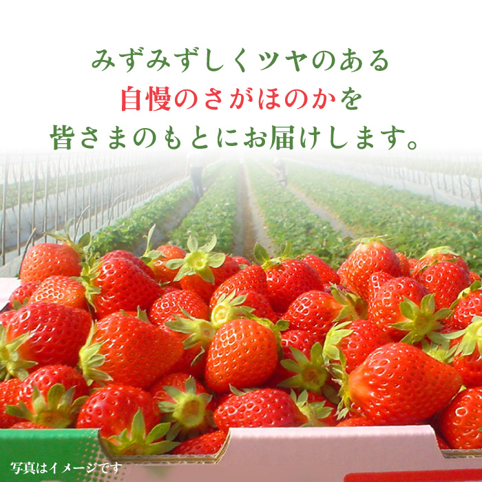 【1月中旬〜3月中旬発送】みずみずしい果肉！さがほのかレギュラーパック4P 240g×4 いちご イチゴ 苺 フルーツ 果物 佐賀 吉野ヶ里町/リエンサーク [FCC001]