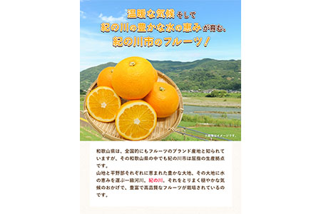 【先行予約】八朔 約10kg(3L-Lサイズ)JAわかやま 紀の里地域本部 《2027年1月上旬-3月末頃出荷》 和歌山県 紀の川市 果物 フルーツ 柑橘 はっさく