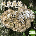 【ふるさと納税】 【令和7年産先行予約】天然舞茸 300g きのこ まいたけ 発送時期：9月1日〜10月15日頃 | 山形県 鶴岡市 楽天ふるさと 納税 山形 支援 返礼品 お取り寄せ 天然 舞茸 マイタケ 取り寄せ 特産品 名産品 支援品 天然きのこ キノコ 食品 食べ物 2025年