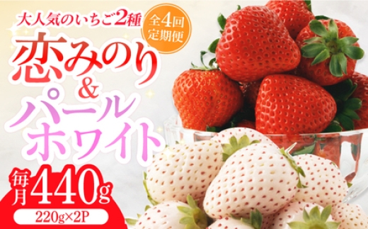 【全4回定期便】紅白いちご（恋みのり・パールホワイト）/ いちご イチゴ 苺 果物 フルーツ 定期便 / 佐賀県ふるさと納税 [41AAZZ002]