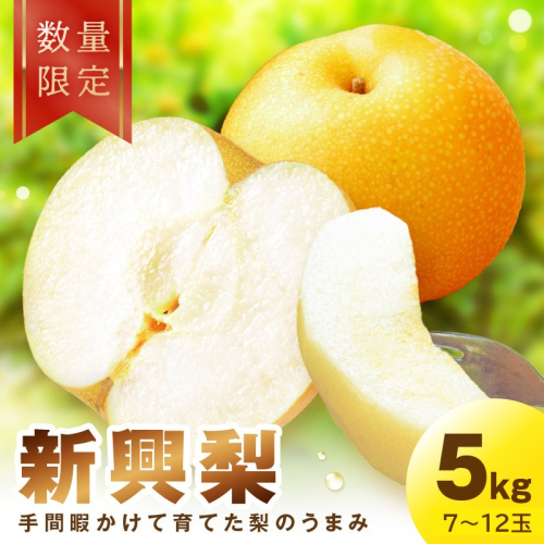 【先行予約／数量限定100】新興梨　5kg（2026年10月中旬～発送） 果物 フルーツ 先行予約 旬 梨 なし ジューシー 訳あり品 京都 京丹後産 果樹園直送