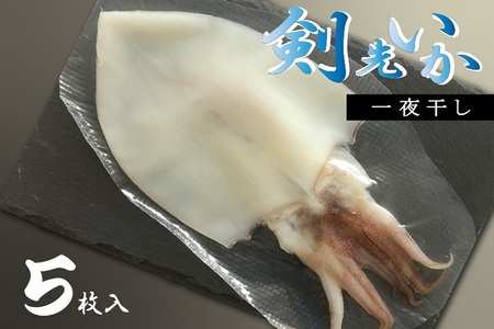 (10057)剣先イカ 一夜干し 山口県産 いか  イカ 烏賊 5枚セット 真空パック 長門市