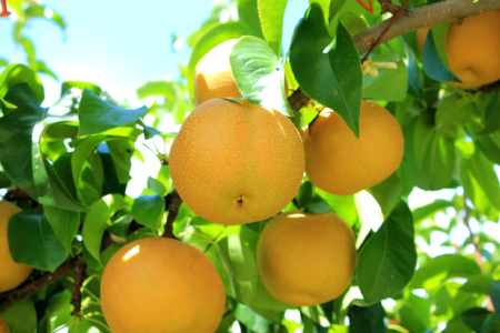 B-1281【先行予約】赤梨5kg【梨 赤梨 5kg 先行予約 なし ナシ pear 幸水 豊水 新興 新高 期間限定 季節限定 果物 くだもの フルーツ お取り寄せ 特産品 島根県 益田市】