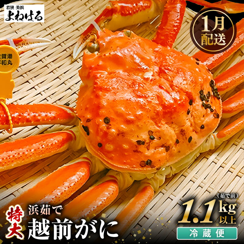 【ふるさと納税】【先行予約】天然 越前がに 特大 (茹で前1.1〜1.3kg) × 1杯 冷蔵 ボイル済 届いてすぐお召し上がり可能！ タグ付 福井を代表する冬の味覚！【2026年1月上旬以降順次発送予定】【 越前ガニ 越前蟹 かに ずわい ズワイ 福井】