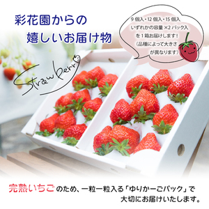 岩手県産 大粒 完熟 いちご ※品種は3種からおまかせ ／ 苺 イチゴ ストロベリー 紅ほっぺ さがほのか かおり野 おまかせ お任せ 大きい 甘い 果物 フルーツ 贈答用 プレゼント 贈り物 贈物 