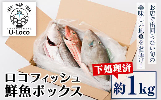 
P78001 漁師厳選！ロコフィッシュ(地魚) 下処理済 鮮魚 ボックス(約1kg)地魚 魚 お魚 冷蔵 生もの 加工品 未利用魚 低利用魚 焼き魚 焼魚 刺し身 刺身 煮魚 届くまでのお楽しみ【昌徳丸】
