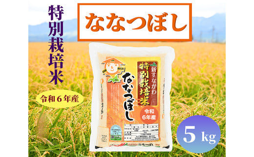 北海道奈井江町　特別栽培米　ななつぼし　5kg