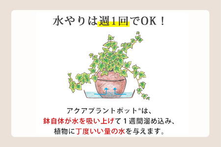 アクアプラントポット®　玉Ｓ 植木鉢テーブルヤシ（2129）