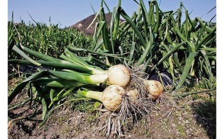 ★6月から発送予定★ 松山市北条産 風早の里 玉ねぎ 7kg | 玉葱 たまねぎ 野菜 やさい 野菜炒め 焼きそば カレー 味噌汁 料理 調理 お取り寄せ グルメ 人気 おすすめ 愛媛県 松山市【FA