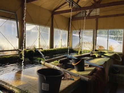 【2月中旬発送】国産ドナルドサーモン(生食用) 1800g 中落ち付 小分け ふるさと納税 サーモン 刺身 ふるさと納税 鮭 冷凍 さけ サケ 海鮮 魚 生食サーモン