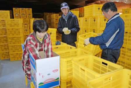 千の果樹園の土佐文旦10kg贈答用