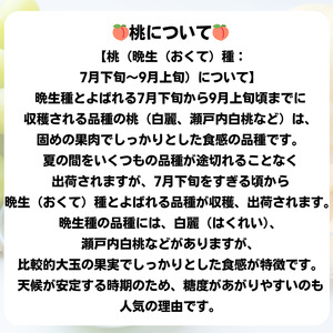 詰合せ 白桃 晩生種 2玉 シャインマスカット 1房 合計約1.0kg 岡山県産 【先行予約 2025年8月下旬から順次発送】