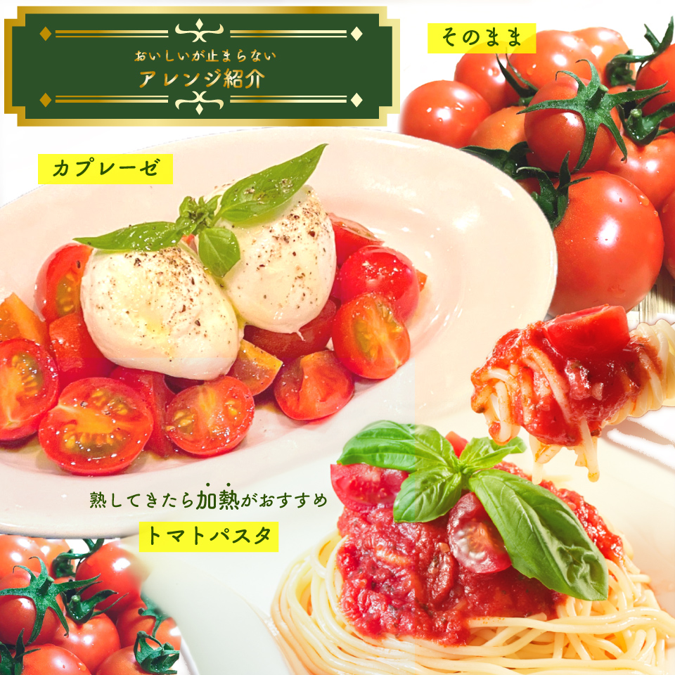 【2027年1月頃～8月頃発送】＜約1.2kg×7回 定期便＞訳あり アイメック フルティカ トマト＞ましまファーム ミニトマト フルーツトマト  ワケあり 規格外＊予約受付中＊