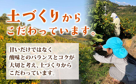 ご家庭用 温州みかん 10kg (S～Lサイズ混合) 和田果樹園《11月上旬-2月上旬頃出荷》 和歌山県 紀の川市 みかん ミカン 果物 フルーツ 温州みかん ご家庭用 送料無料