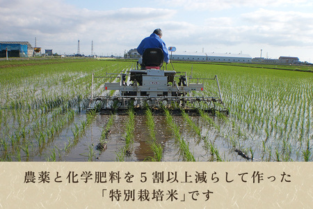 【令和7年産】新潟産コシヒカリ「雪椿米」特別栽培米 精米5kg 白米真空パック