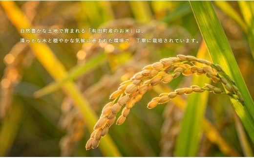 【令和7年度 新米】【無洗米】頑固米屋のこだわり米 ひな