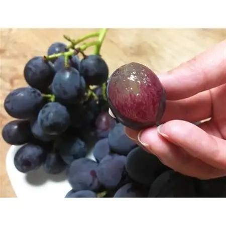 紀州有田産ブラックオリンピア(ハチミツぶどう)　約2kg【配送不可地域：離島・北海道・沖縄県】【1511662】