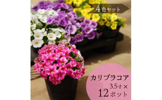 2026年シーズン先行予約 カリブラコア 季節の花苗 12ポット4色セット 色おまかせ ガーデニング 初心者OK   花苗