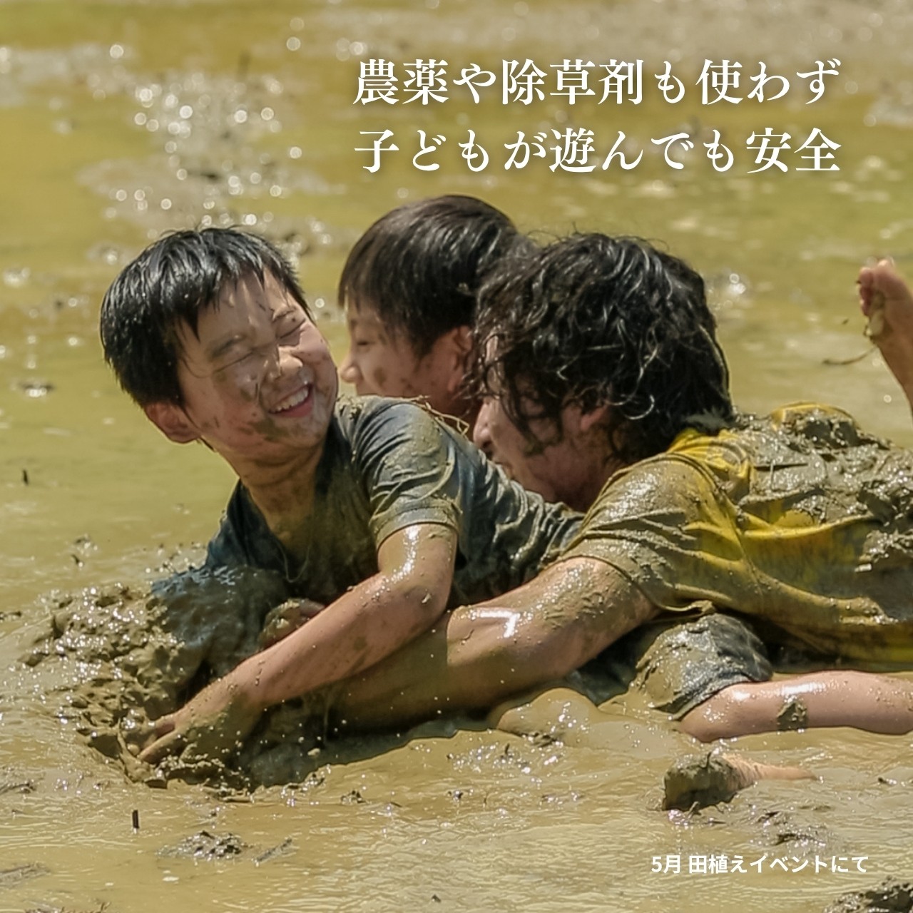 毎日のごはんを、農薬に頼らない米に替える