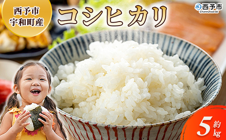 新米＜令和7年産 コシヒカリ 約5kg 西予市宇和町産＞ 5キロ 白米 精米 こしひかり 米 お米 コメ こめ 宇和米 新米 うわまい ご飯 ごはん ライス 送料無料 産地直送 天川農園 愛媛県 西予市【常温】『2025年9月中旬～12月迄に順次発送』UAN0001