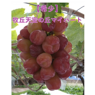 【2026年先行受付】皮ごと食べられるぶどう3色詰め合わせ 約1kg(3房)【配送不可地域：離島】