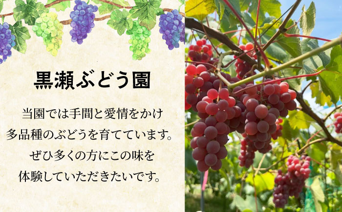 ニューピオーネ 贈答 ギフト 特産品 産地直送 取り寄せ お取り寄せ 送料無料 広島 三次