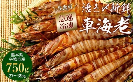  車海老 特大 750g (27～39尾)  海老 刺身 急速冷凍 戸馳島産車海老 宇城市産車海老 熊本県産車海老 国産車海老 特殊冷凍車海老