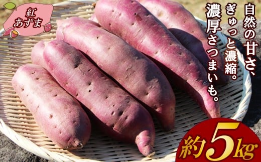 【予約受付中】三島甘藷 約 5kg 紅あずま 山北印 さつまいも さつま芋 産地直送 野菜 冬野菜 焼き芋 芋 やきいも ヤキイモ 人気 おやつ 上品な甘み 香り デザート秋 旬 生芋 蜜芋 静岡県 三島市 JAふじ伊豆