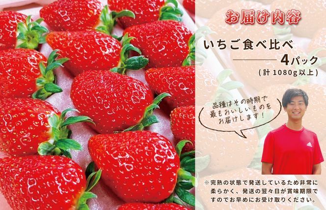 【先行予約】完熟新鮮 いちご食べ比べ 4パック 合計1080g以上 G1217_イメージ3